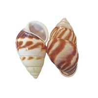 Coquille naturelle conque sept couleurs bonbon capuchon escargot spécimen coquille de remplacement poli artisanat décoration de la maison ornement