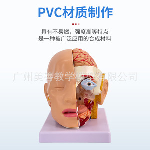Modèle simulé de tête humaine et d'artères cérébrales ; modèle d'anatomie cérébrale ; modèle cérébrovasculaire pour la neurologie médicale. - Product Image 1