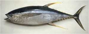Hot Sell Bulk Frozen Yellow Fin Tuna <b>Fish</b> with IQF Freezing Process and Vacuum Pack for Wholesale Buyers - Product Image 2