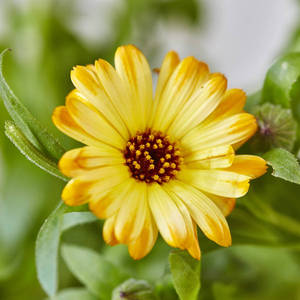 Il regalo del giardino di cemento del giardiniere goloso per gli amanti dei cani - Product Image 4