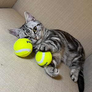 उच्च गुणवत्ता के पर्यावरण के अनुकूल कुत्ते खिलौना स्क्वीकी टेनिस बॉल चव खिलौना नवीनता रबर डिजाइन खेलने के लिए बैग में पैक किया गया - Product Image 6