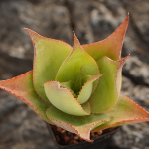 [Aloe Imalotensis] Succulente de Madagascar, Rosette compacte de type cactus, Spécimen de plantes rares résistantes à la sécheresse - Product Image 4