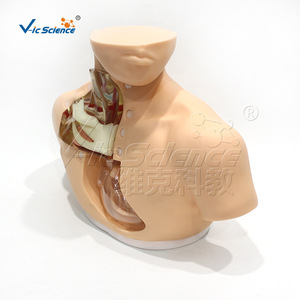 Modèle de soins de nutrition parentérale avancé VIC-H72 - Product Image 4