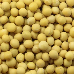 Soybeans Organic Soybean Newest high quality new crop