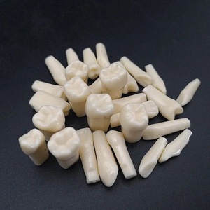 Modelo de Dientes Dentales de Práctica para Enseñanza en Odontología, 32 Piezas, Dientes Falsos de Reemplazo - Product Image 4