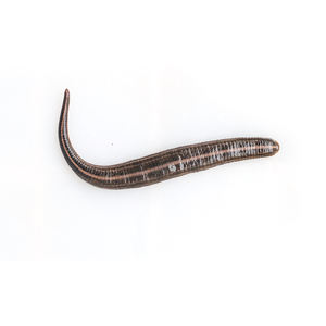 中国からの空腹のヒルは卸売のみを行います。 - Product Image 1