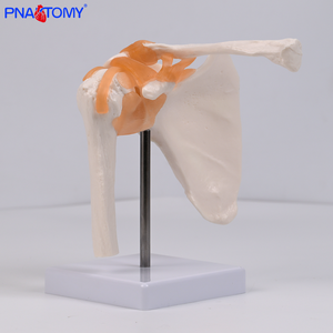 Modelo anatómico de articulación de <span class=keywords><strong>hombro</strong></span> de <span class=keywords><strong>esqueleto</strong></span> <span class=keywords><strong>humano</strong></span> con ligamento para la enseñanza de la Escuela de Medicina entrenamiento de enfermera entrenamiento clínico - Product Image 5