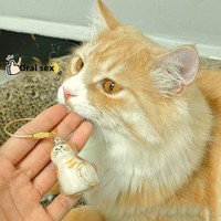 Boîte de rangement transparente en plastique PS en forme de chat mignon pour poils d'animaux, organisateur de poils de chat, cadeau pour les amoureux des chats