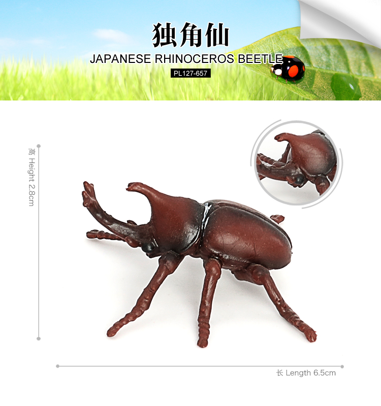 657 Escarabajo rinoceronte japonés