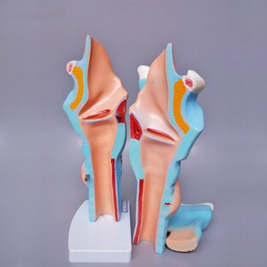 Modelo de Laringe Humana Ampliada YULIN Medical Science YL-301, Muestra la Estructura Morfológica del Tracto Respiratorio y el Órgano Fonético - Product Image 4