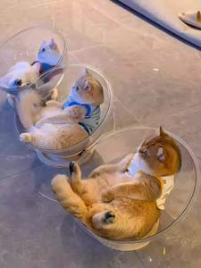 Tüm sezon yüksek şeffaflık akrilik katı ahşap kedi oyuncak uzay kapsülü kış sıcak kedi yuva Pet malzemeleri Mat pedleri - Product Image 3