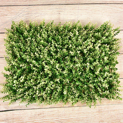 Gradient vert eucalyptus