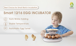 Clear Observation Automatic Water Adding Humidity <strong>Control</strong> 12 <strong>Egg</strong> <strong>Incubator</strong> for <strong>Hatching</strong> <strong>Eggs</strong> - Product Image 6