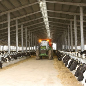 Structure en acier préfabriquée pour hangar à vaches, ossature portique, installation rapide, pour élevage de bovins - Product Image 6