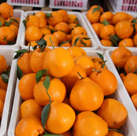 Verse Zoete Mandarijn Oranje Citrusvruchten Sinaasappelen En Mandarijnen Fruit
