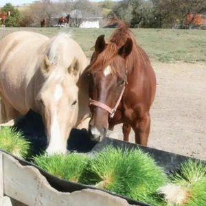 Impianto commerciale 1000kg di produzione giornaliera sistemi di coltivazione di foraggi idroponici, <span class=keywords><strong>semi</strong></span> in crescita e contenitore di germinazione - Product Image 3