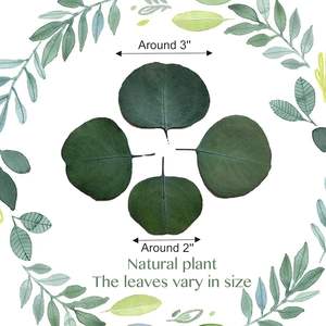 300 + adet kurutulmuş gerçek okaliptüs bırakır 100% doğal korunmuş toplu gümüş dolar okaliptüs yeşil biyobozunur konfeti bırakır - Product Image 4