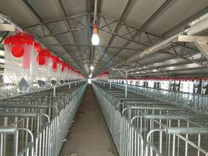 Équipement d'élevage porcin : Équipement automatique de gestation et d'accouchement pour truies, et boxes d'alimentation individuelles pour systèmes d'élevage de porcs à grande échelle - Product Image 4