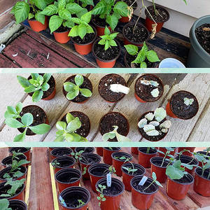 Maceta de vivero resistente de 10 galones, contenedor de plantas de plástico ecológico, diseño antiespiral para vivero grande hidropónico - Product Image 4