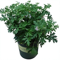 Tanaman Pot Beraroma Geranium Penolak Nyamuk - Untuk Penggunaan Dalam & Luar Ruangan Musim Panas, Memurnikan Udara, Mengusir Nyamuk untuk Kamar Tidur & Ruang Belajar