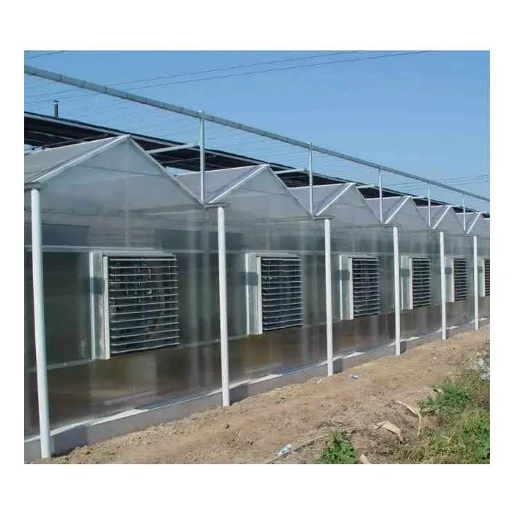 Kosten günstige viktoria nische Serre Agricole große Polycarbonat platte Gewächshaus Multis pan für Tomatos/Farm