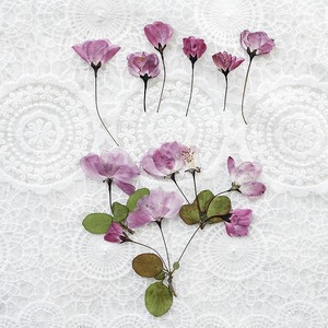 Bourgeons de bégonia fleur séchée fleur pressée bricolage signets en relief époxy fleur séchée coque de téléphone portable spécimen de plante - Product Image 4