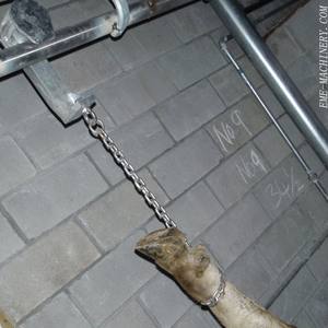 Grillete para Sangrado de Ganado para Equipos de Procesamiento en Plantas de Sacrificio de Ganado - Product Image 6