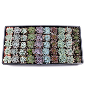 Rosetas de Echeveria al por mayor, plantas suculentas para arreglos de suculentas en macetas de 2 pulgadas - Product Image 6