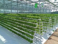Système hydroponique, serre en verre Venlo, serre agricole commerciale pour la culture de tomates et de légumes
