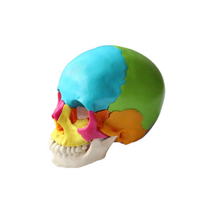 Modèle de crâne coloré, modèle de crâne réaliste en 22 parties détachables pour l'art et la médecine. - Product Image 2