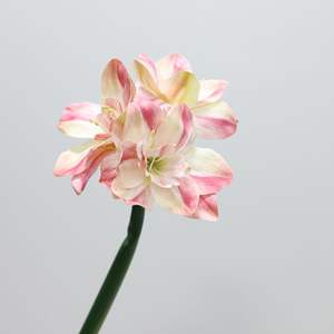 S1074 Vente en gros d'orchidées artificielles en latex de haute qualité, longues tiges, toucher réel, fleurs de clivia, orchidées pour la décoration de table à la maison - Product Image 6