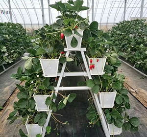 <span class=keywords><strong>Gouttière</strong></span> hydroponique en PVC de qualité alimentaire pour fraises, système de culture hors sol pour serre - Product Image 4