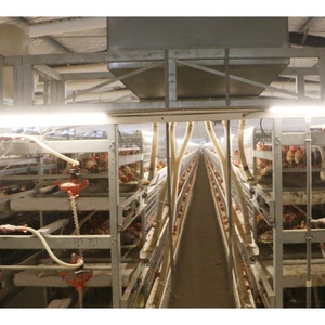Nuevo Sistema de Cría de Pollos de Engorde Tipo H Totalmente Automático, Construcción de Acero Galvanizado por Inmersión en Caliente, 3/4 Niveles de Ancho - Product Image 6
