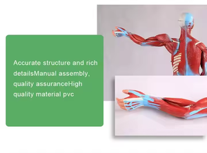Высококачественная анатомическая модель мышц человека из ПВХ, 85 см, для обучения медсестер, образец человеческого скелета для медицинских исследований - Product Image 4