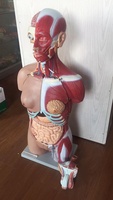 Modèle anatomique médical de torse humain double sexe, 85 cm, 17 parties, avec musculature