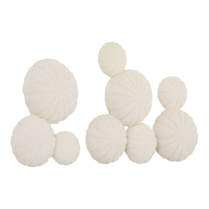 Decorative Sea Urchin Wall Decor Modern Accent For Entryway Or Office Ornamental Wall <b>Hanging</b> Natural <b>White</b> Round Shapes - Product Image 2
