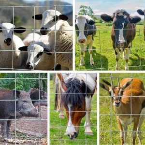 Peru thị trường giá rẻ 100m mỗi cuộn mạ kẽm nhúng nóng hàn vuông thép carbon thấp dây lưới bản lề Doanh thắt nút ngựa gia súc - Product Image 5