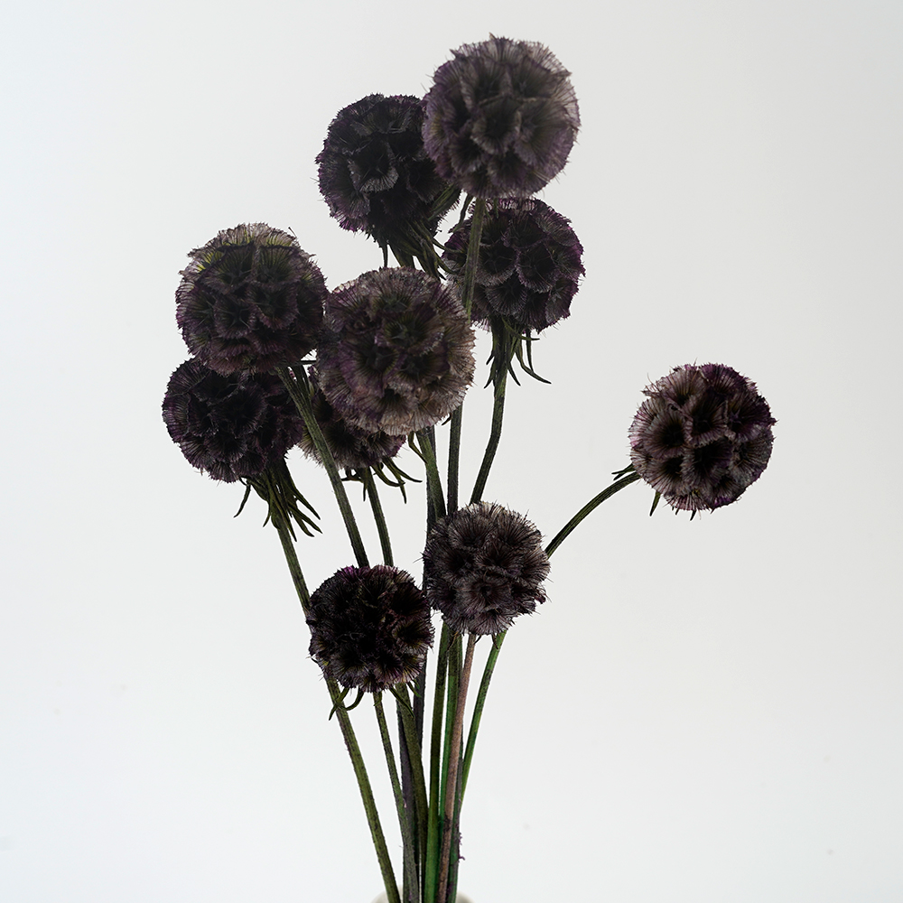 Dark Purple