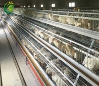 Nouvelles cages à poules pondeuses de type A à 4 niveaux, galvanisées à chaud, haute résistance à la corrosion, ensembles complets pour 900 poules