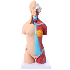 <span class=keywords><strong>Di</strong></span> alta qualità 45 cm busto neutro del corpo umano modello con 23 parti per la scienza medica <span class=keywords><strong>formazione</strong></span> <span class=keywords><strong>di</strong></span> <span class=keywords><strong>formazione</strong></span> <span class=keywords><strong>e</strong></span> visualizzazione - Product Image 2