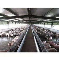 Abri de ferme préfabriqué en acier moderne à faible coût avec un grand hangar de stockage pour volailles, moutons, vaches, chèvres laitières