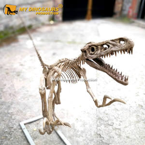 Mi <span class=keywords><strong>dinosaurio</strong></span> Parque Jurásico <span class=keywords><strong>esqueleto</strong></span> <span class=keywords><strong>Velociraptor</strong></span> resina fósil Artificial para la exposición del Centro <span class=keywords><strong>de</strong></span> Ciencia - Product Image 2