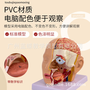 Modèle de tête et d'artères cérébrales ; Modèle anatomique du cerveau humain ; Cavité buccale, nez et gorge ; Chirurgie de la tête et du cerveau ; Cerveau - Product Image 2