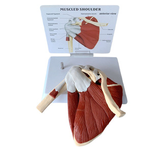 Modelo de Ciencia Médica a Escala Real de Articulación del Hombro <span class=keywords><strong>Humano</strong></span> con Músculos <span class=keywords><strong>y</strong></span> Ligamentos - Product Image 6
