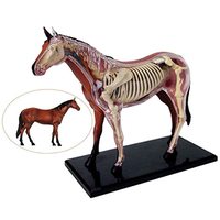 Juguete Educativo de Simulación de Animales, Modelo de Anatomía de Órganos de Caballo, Material Didáctico Médico, Equipo Experimental, CE/ISO