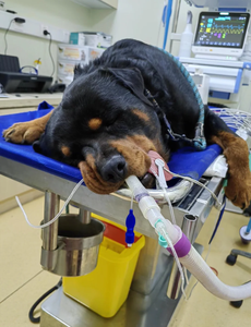 Respirator anestesi hewan, Unit pemantauan hewan kecil Premium bersertifikat CE Kelas II logam/baja untuk perdagangan <span class=keywords><strong>Global</strong></span> - Product Image 3