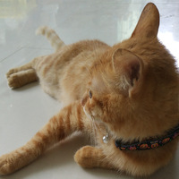 Collier d'Halloween pour chat avec clochette et imprimé fantôme en polyester pour chats et chiens - Accessoires pour animaux de compagnie style Instagram