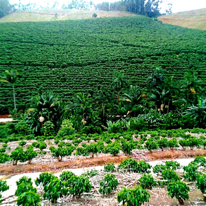 Café Brasileño Arábica-Santos Rio Minas, Granjas de Alta Altitud, Minas Gerais, Verde a Granel, 60 kg, Vida Útil de 12 Meses, Cultivo Común - Product Image 1