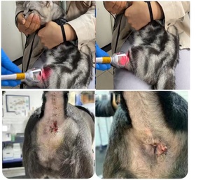 Recuperação rápida Infecção Tratamento Veterinário <span class=keywords><strong>Laser</strong></span> Cirúrgico Endolaser Classe Iv <span class=keywords><strong>Laser</strong></span> Terapia Máquina Cão Gato Cavalo Alívio Da Dor - Product Image 6