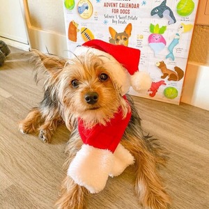 Ensemble chapeau et écharpe de Noël pour chats, chiens, petits animaux, vêtements d'hiver décoratifs pour animaux de compagnie - Product Image 2